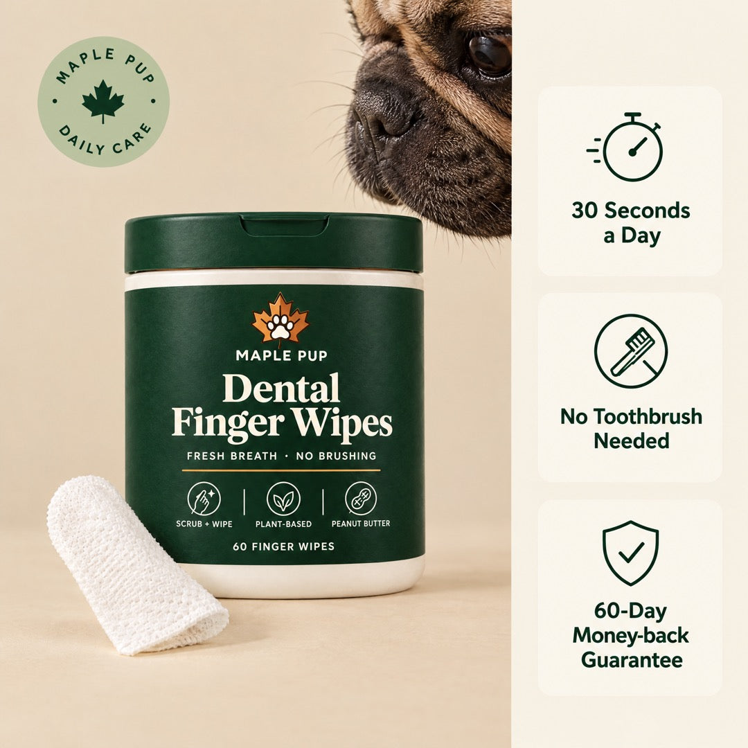 Maple Pup Dental Finger Wipes with a French bulldog